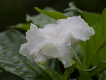 Close-up of white flowers