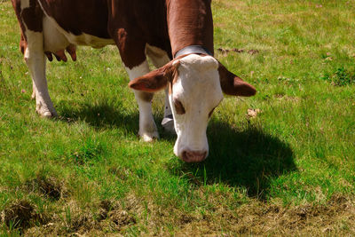 Detail of white and brown cow grazing in trentino
