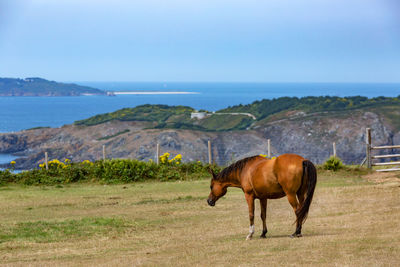 Horse standing on field by sea against sky