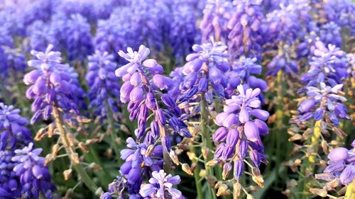 Close-up of purple flowering plants on field