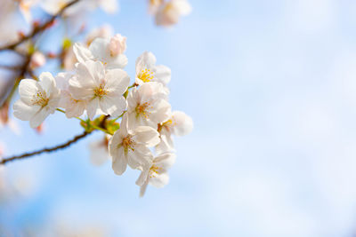 Low angle view of cherry blossoms against sky