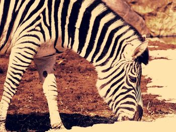 Zebras in a zoo