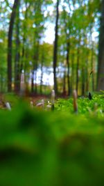 Close-up of insect on grass in forest