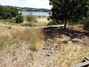 Scenic view of river amidst trees against sky