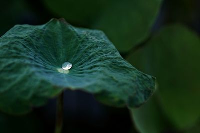 Close-up of raindrops on leaf