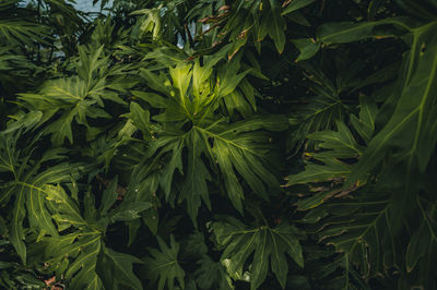 Close-up of leaves