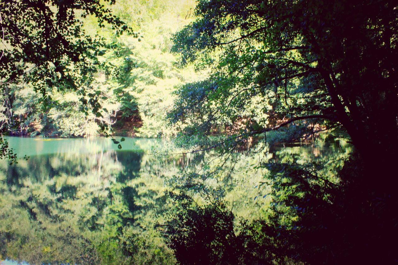 water, tree, tranquility, beauty in nature, tranquil scene, scenics, nature, growth, reflection, lake, green color, branch, idyllic, day, sky, waterfront, plant, forest, outdoors, non-urban scene