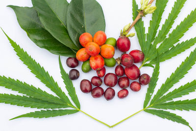 Close-up of fresh fruits on plant against white background