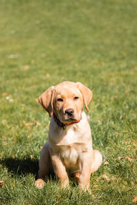 A cute beige labrador retriever puppy sits on the green grass outdoors. vertical photo.
