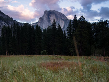 Scenic view of field by trees against sky