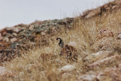 Close-up of bird on grass