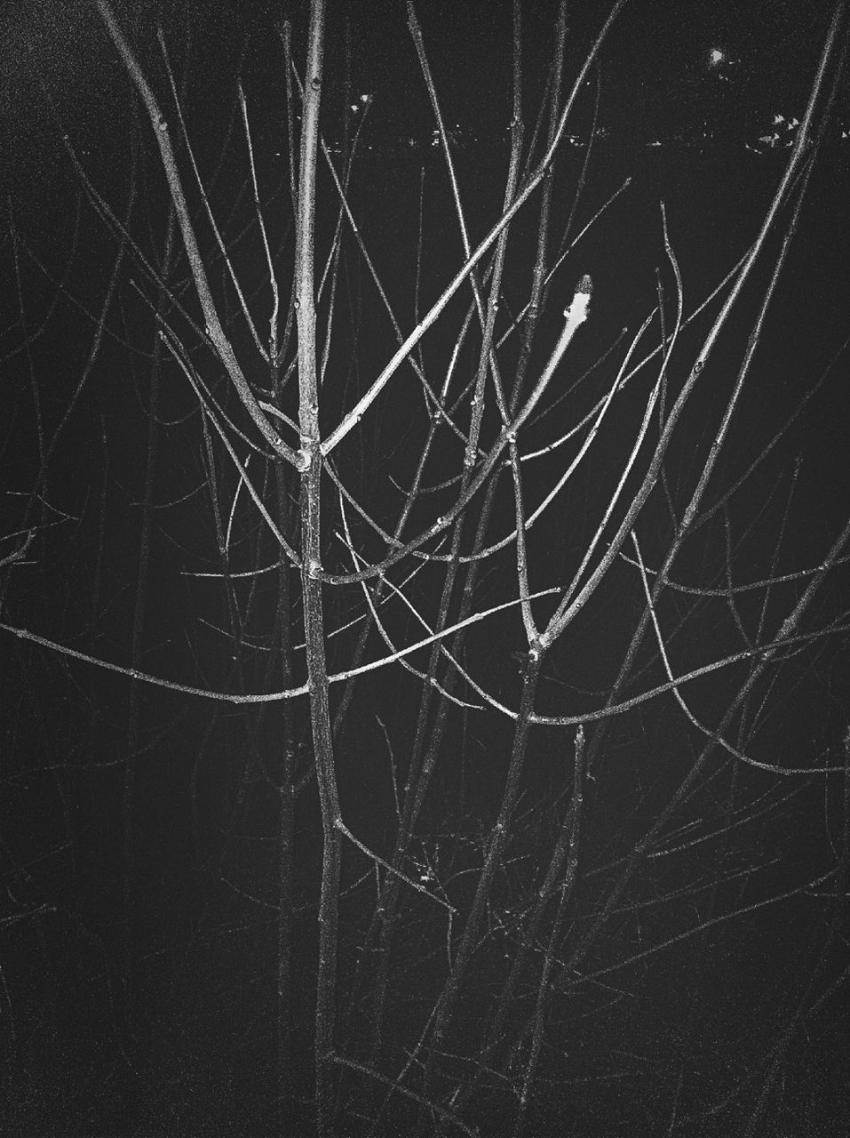 night, branch, nature, beauty in nature, low angle view, growth, close-up, tranquility, tree, outdoors, no people, dark, drop, bare tree, plant, black background, backgrounds, natural pattern, leaf, spider web