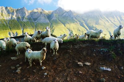 High angle view of sheep on field against mountain range