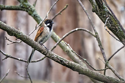 Close-up of bird perching on branch