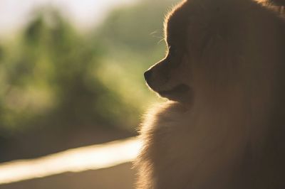 Close-up of pomeranian