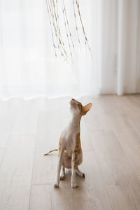 Favorite ginger cat cornish rex is closely watching the toy, hunting it