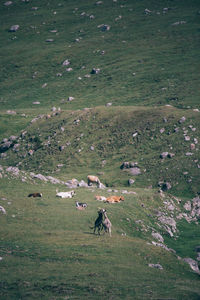 Distant view of horse on field