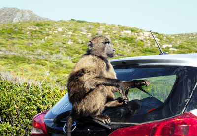 Monkey sitting on a car