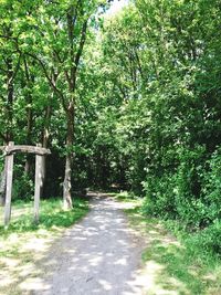 Trees in forest