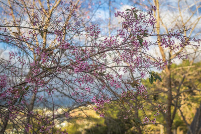 Low angle view of cherry blossom tree