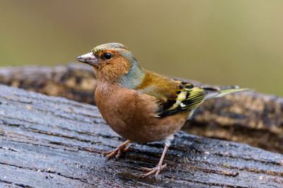 Close-up of sparrow perching on wood