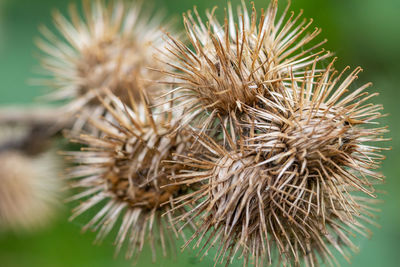 Close-up of dried plant