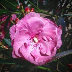 Close-up of pink flowers