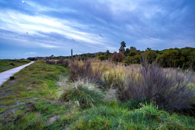 Plants growing on land against sky