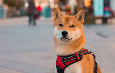 Shiba inu dog portrait on the street, close up