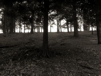 Trees on field in forest