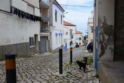 View of dog on street amidst buildings