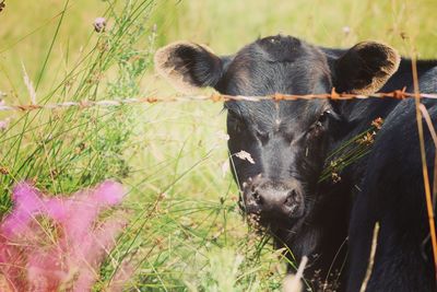 Close-up portrait of a cow