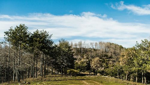 Trees against sky