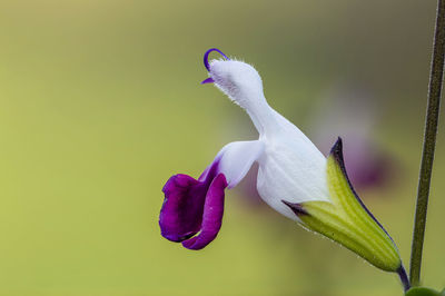 Macro shot of purple and white salvia flowers in bloom