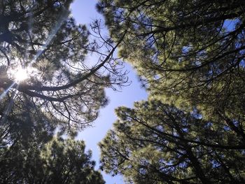 Low angle view of trees in forest against sky