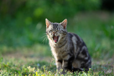 Cat looking away on field