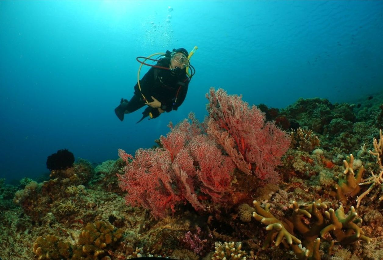 underwater beauty UnderSea Scuba Diving Underwater Sea Sea Life Adventure Coral Full Length Water Reef Soft Coral Diving Flipper Diving Equipment Scuba Diver Underwater Diving Snorkeling Scuba Mask Diving Suit