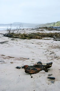 View of driftwood on beach