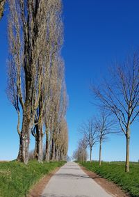 Road amidst bare trees against clear blue sky