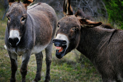 View of two horses on land