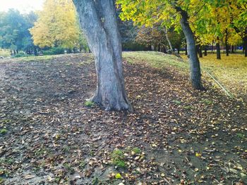 Trees in park during autumn