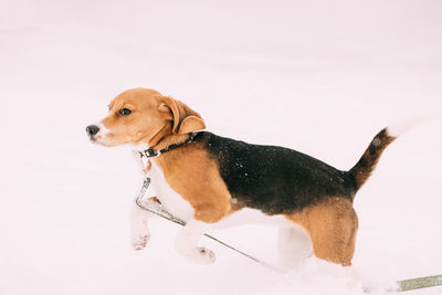 Dog against white background