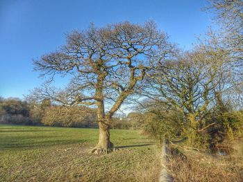 Trees on grassy field