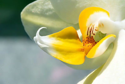 Close-up of yellow rose flower