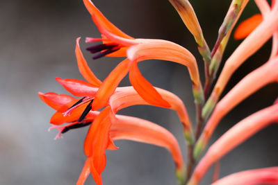 Close-up of red flowering plant