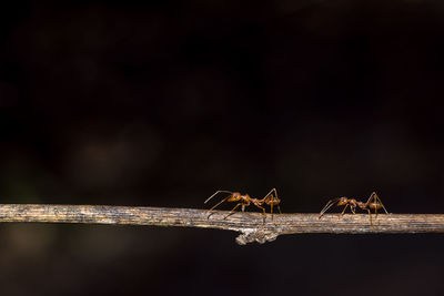 Close-up of ants on stick