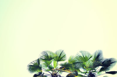 Low angle view of palm trees against clear sky