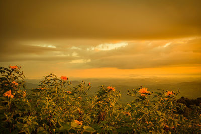 Scenic view of flowering plants on field against orange sky