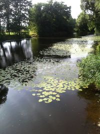 Reflection of trees in pond