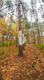 Trees in forest during autumn